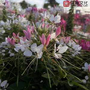 国产AV骚浪淫荡
